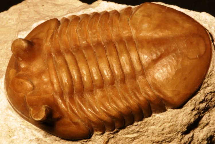 Trilobita