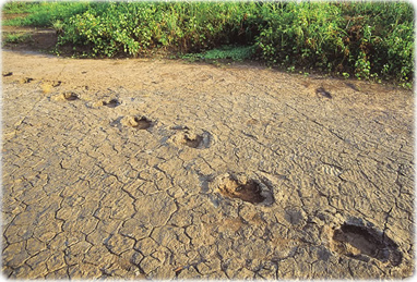 Pegadas de dinossauros fossilizadas no parque